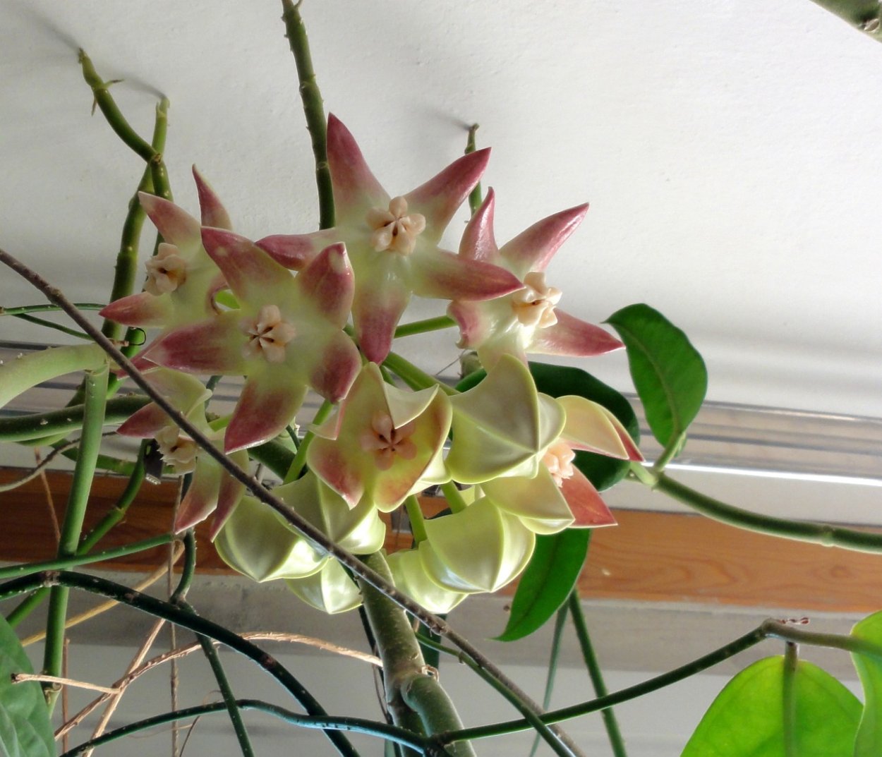 Хойя Империалис