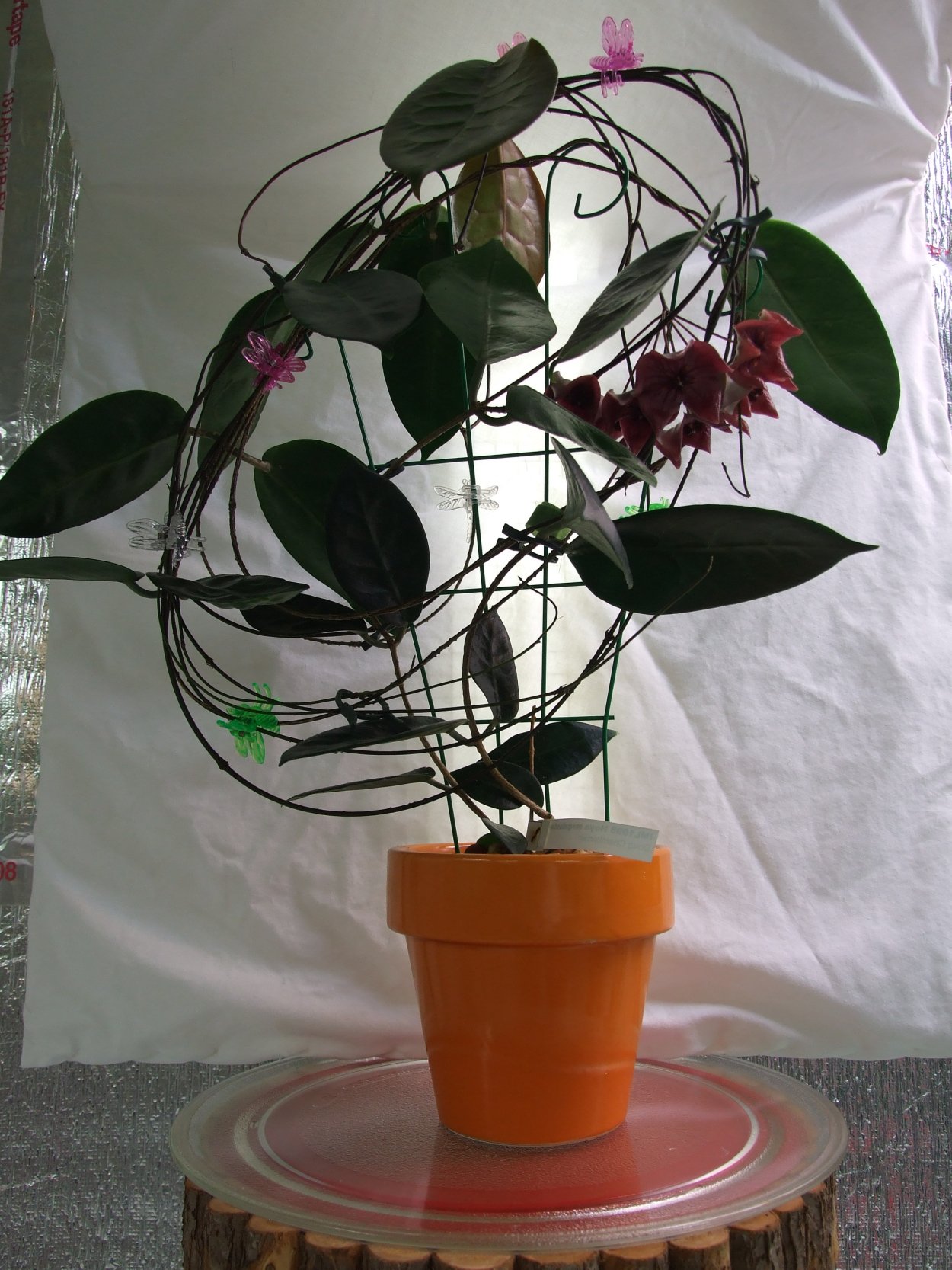 Хойя megalaster IML 1099