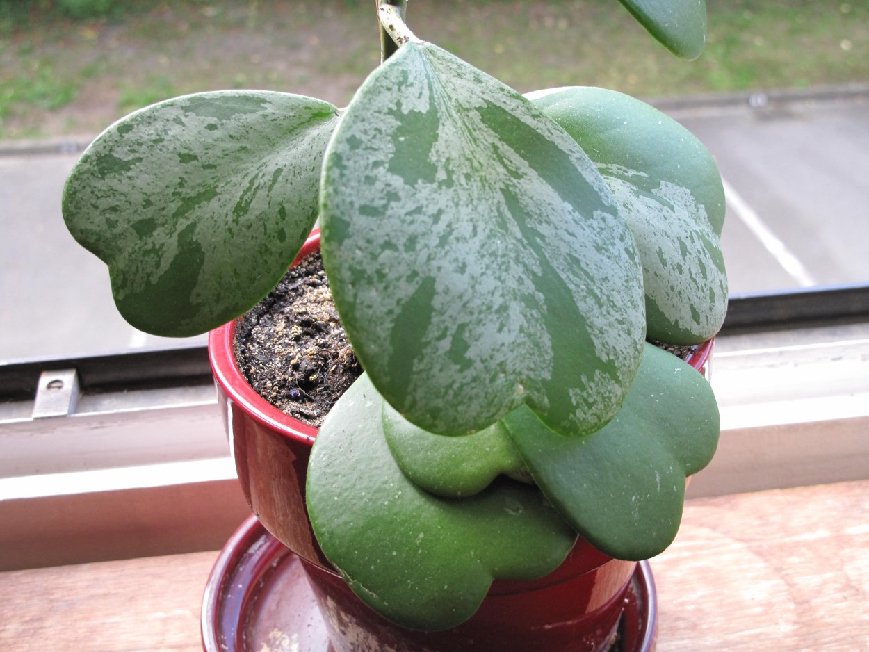 Hoya kerrii spotted leaves(край)