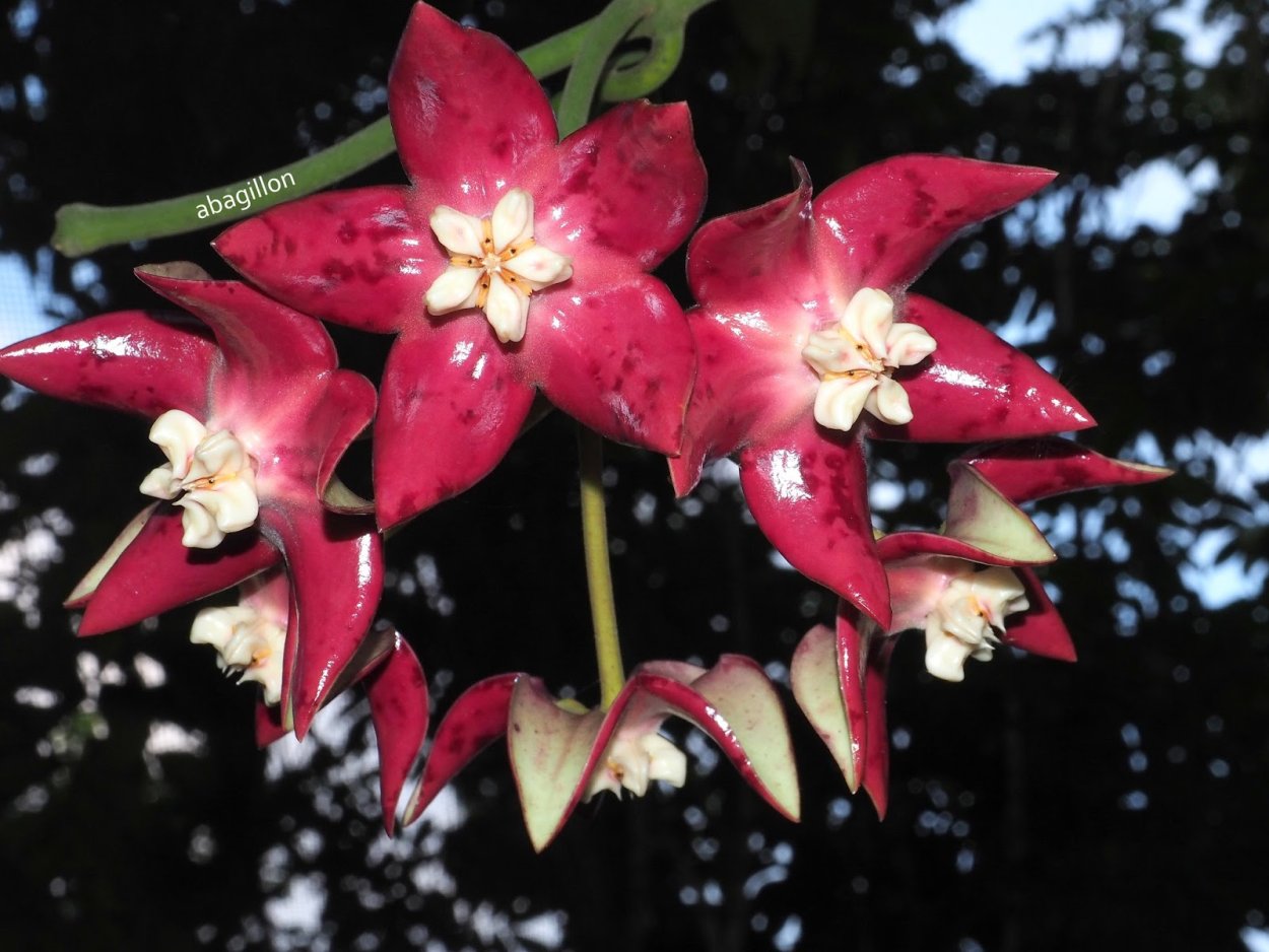 Hoya Imperialis Red