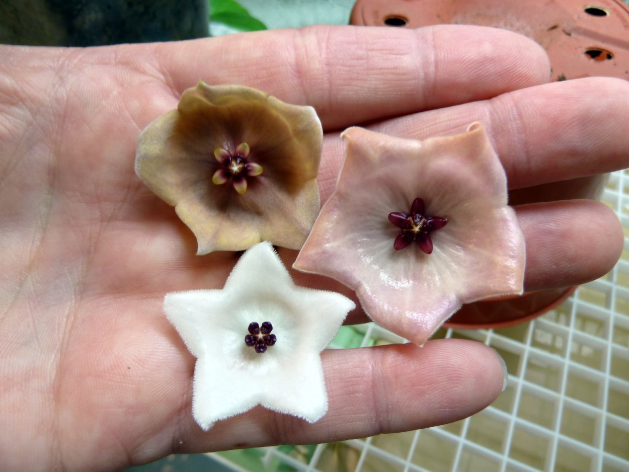 Хойя пауцифлора -Hoya pauciflora