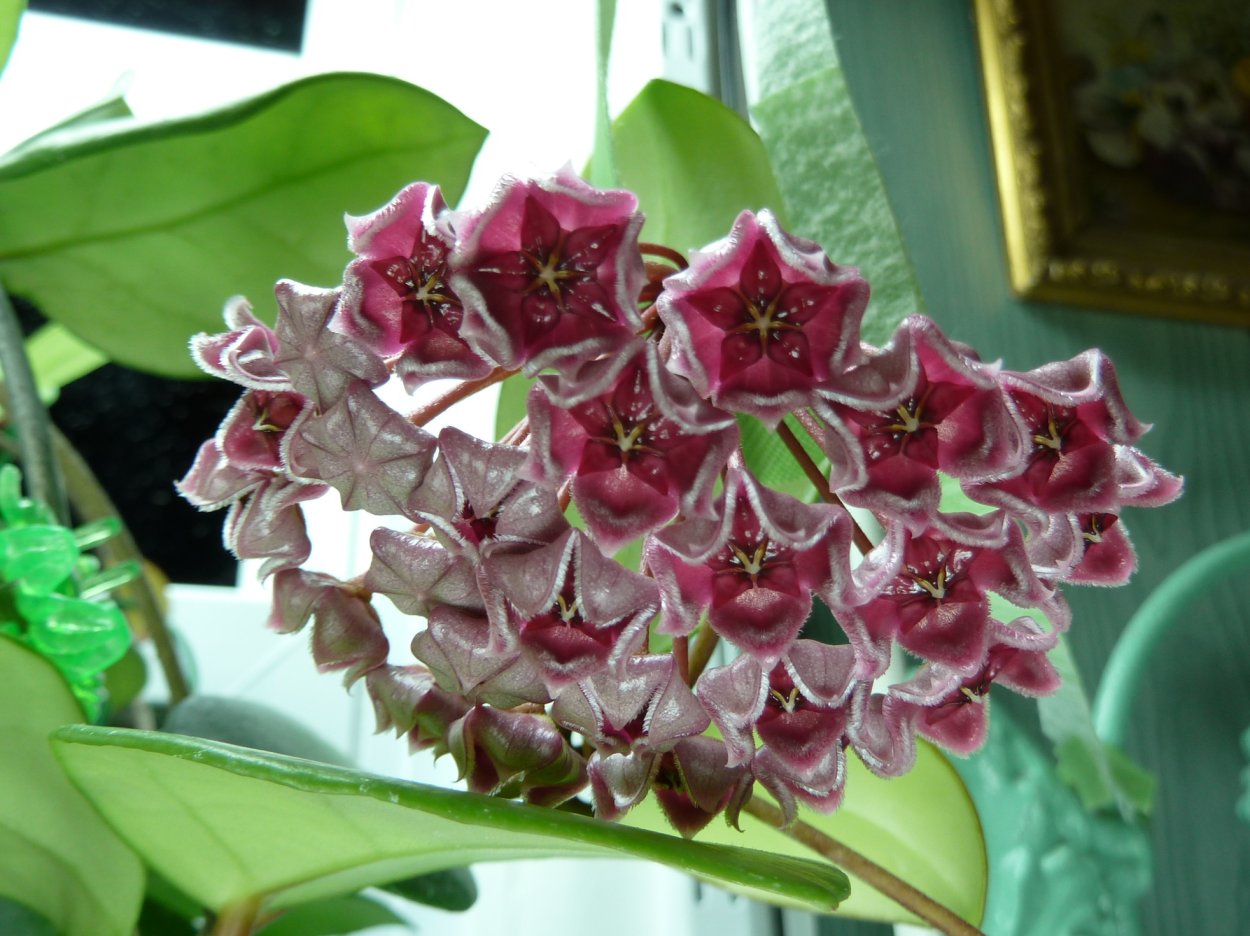 Purpureo-Fusca Хойя