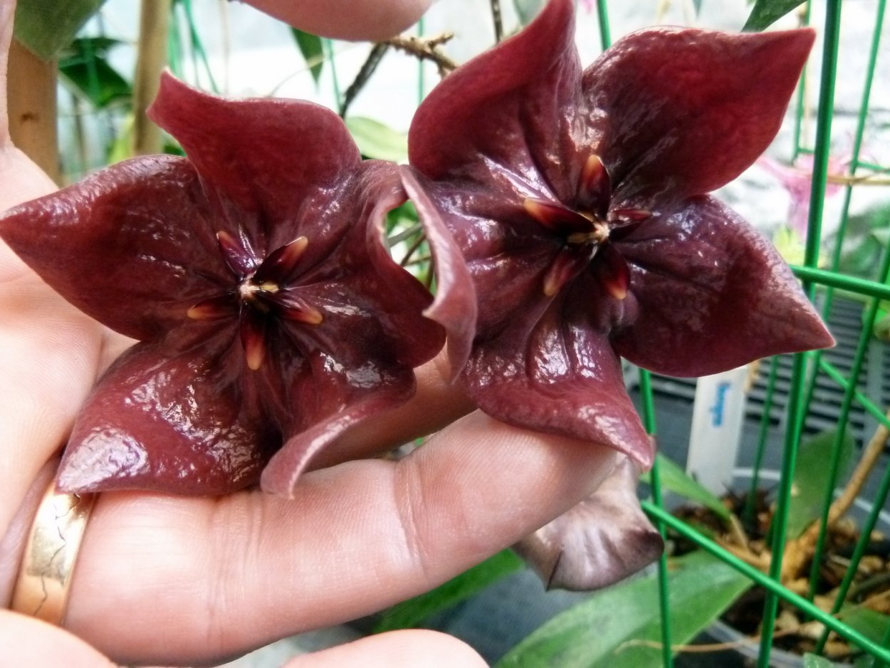 Хойя megalaster from Seeds