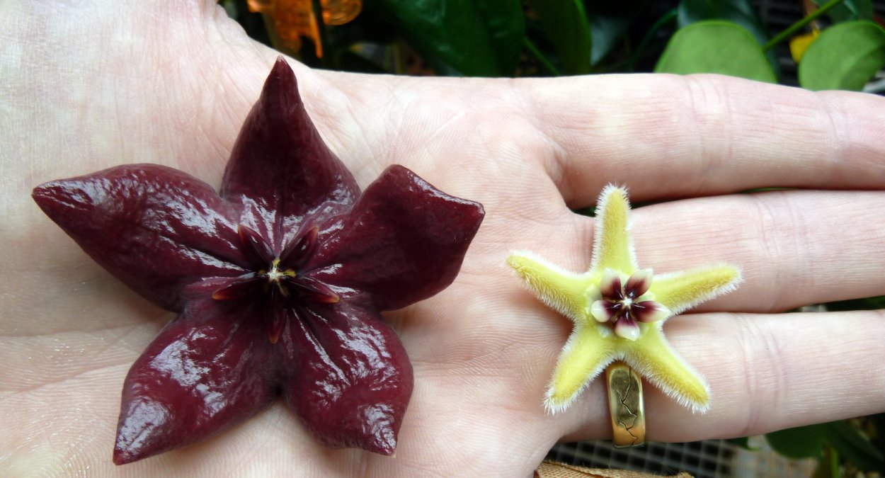 Hoya megalaster from Seeds