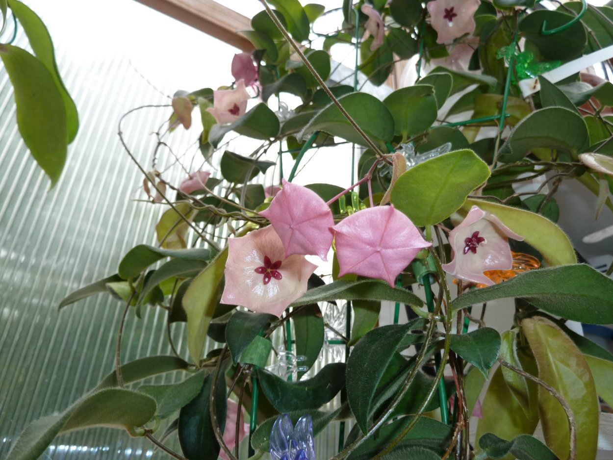 Хойя пателла