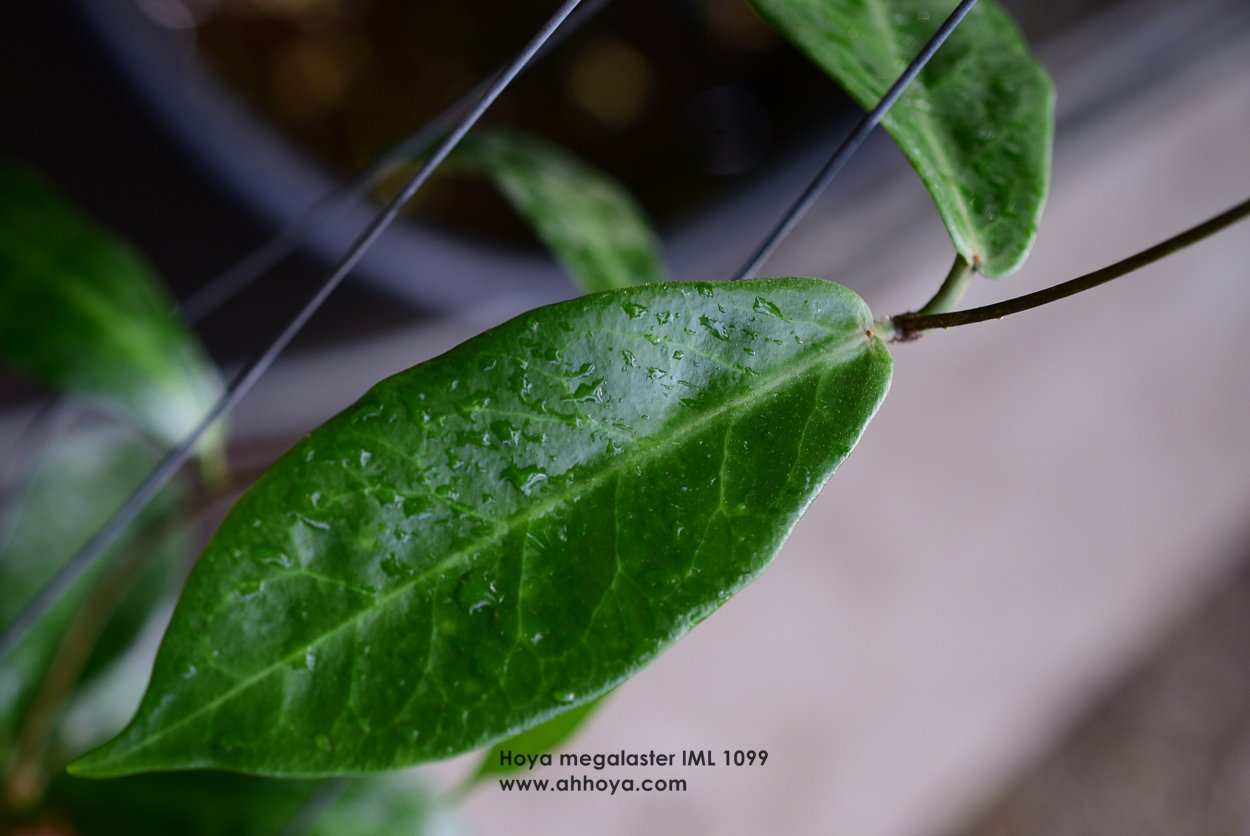 Хойя Мегаластер IML 1099