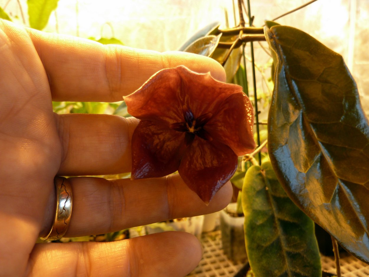 Хойя Мегаластер 1099