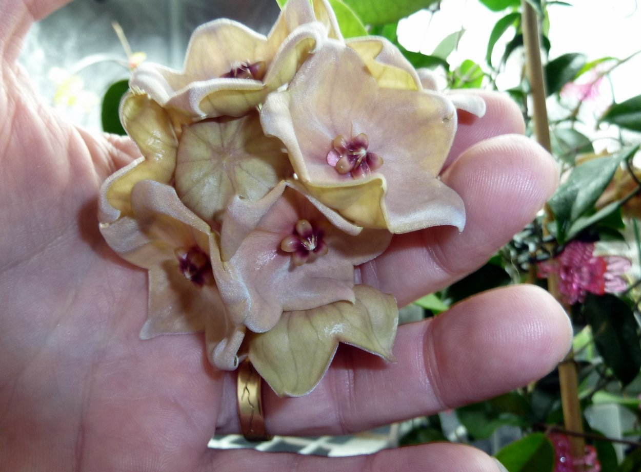 .Megalantha Хойя megalantha