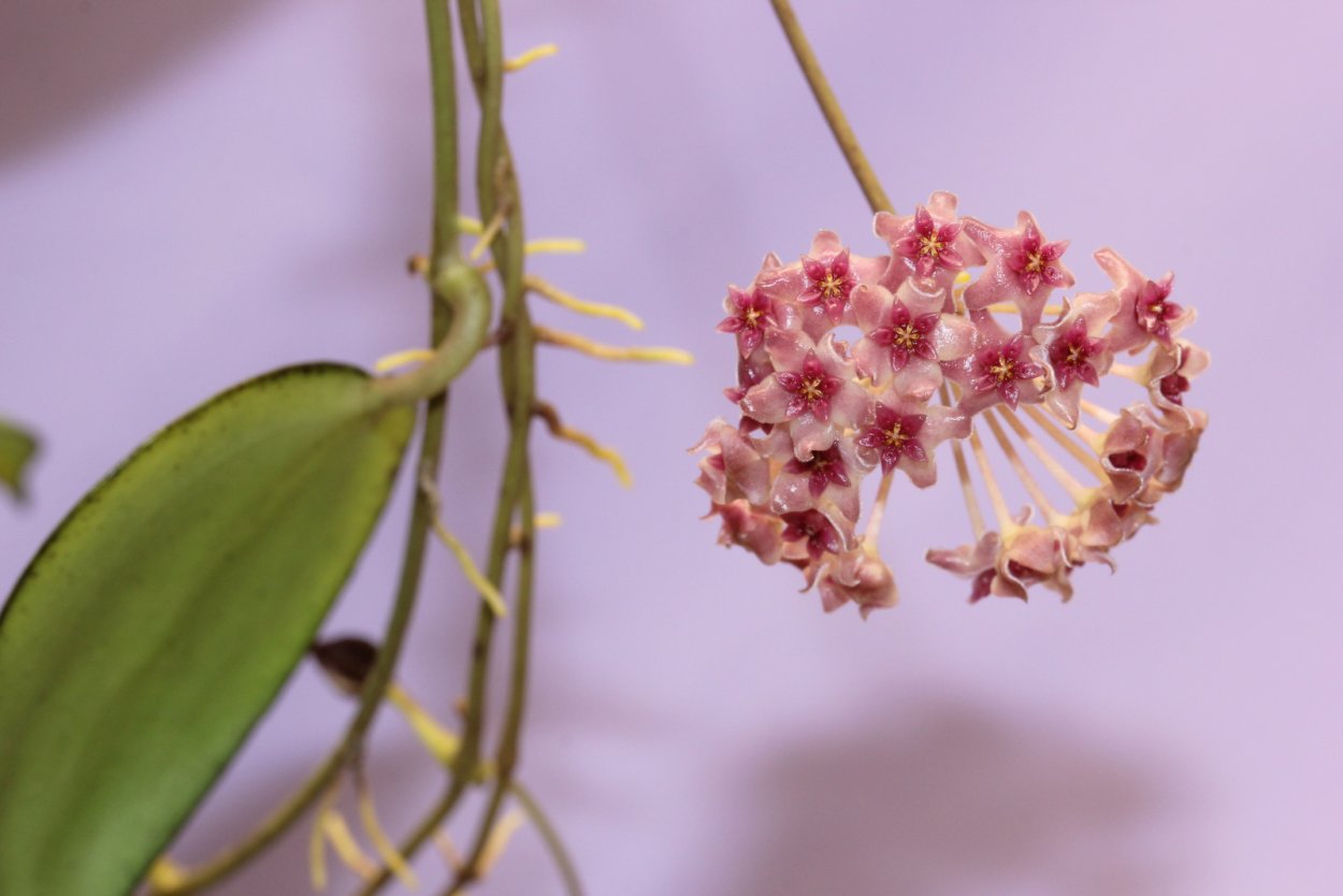 Сойдаоенсис Хойя