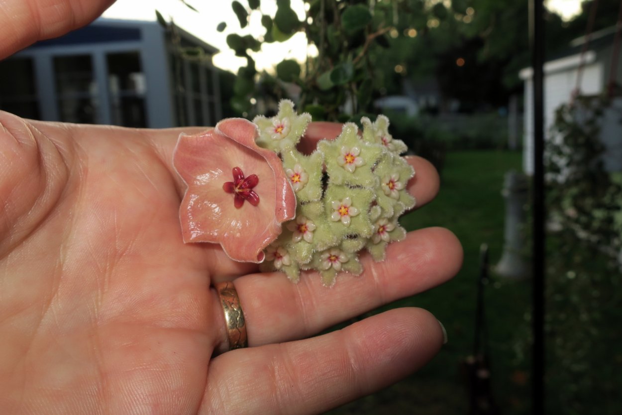 Хойя Серпенс Hoya Serpens