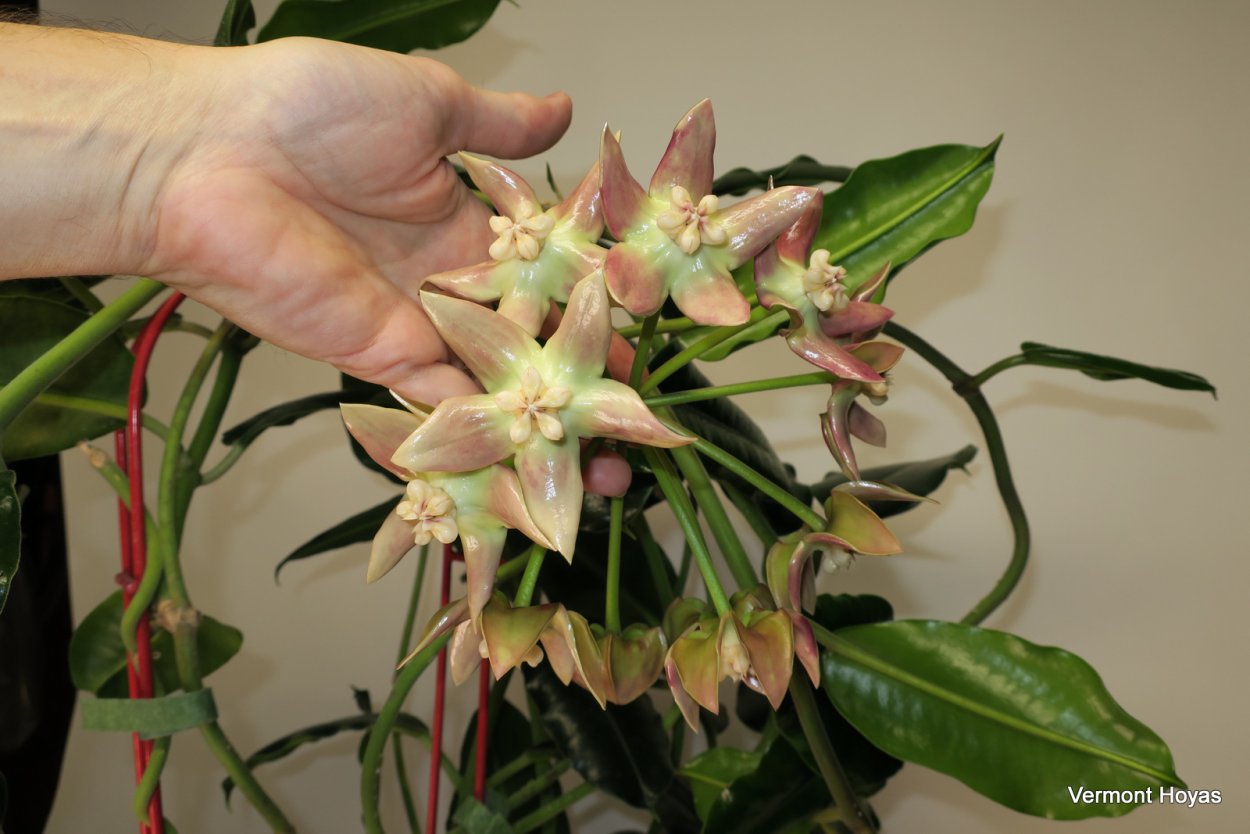 Хойя Imperialis Palawan