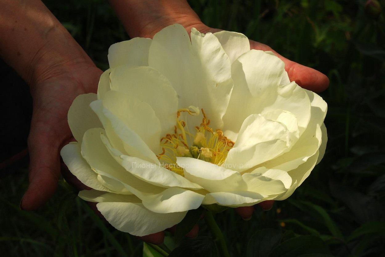 Пион Прери Мун