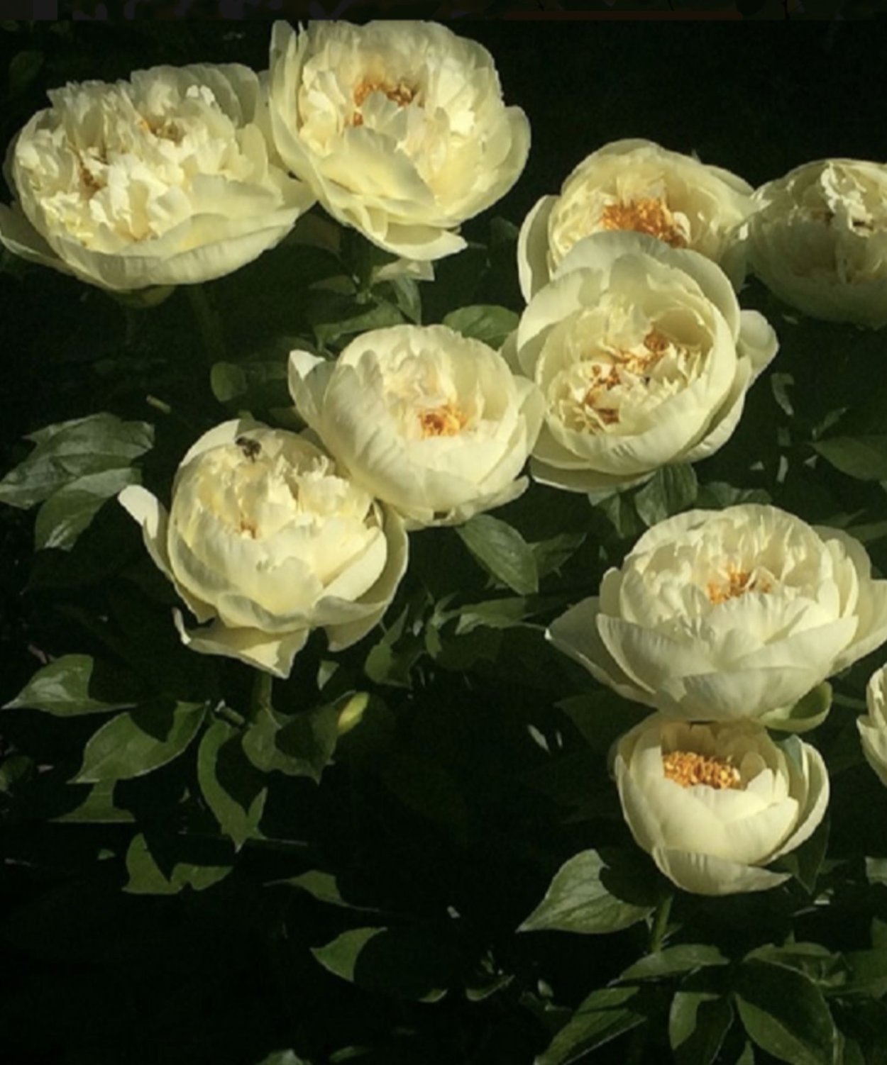 Пион травянистый Лемон шифон