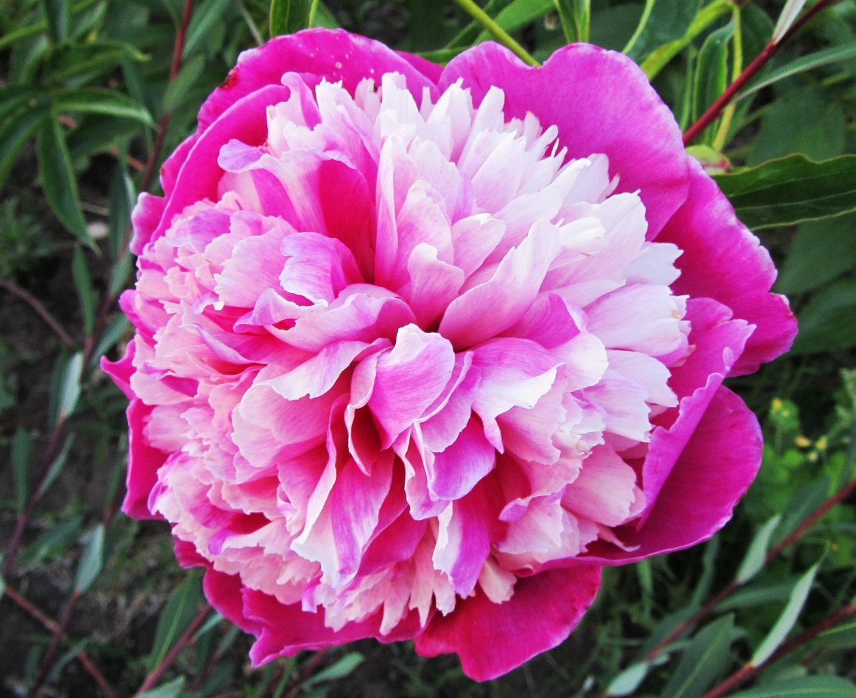 Пион Уайт кэп