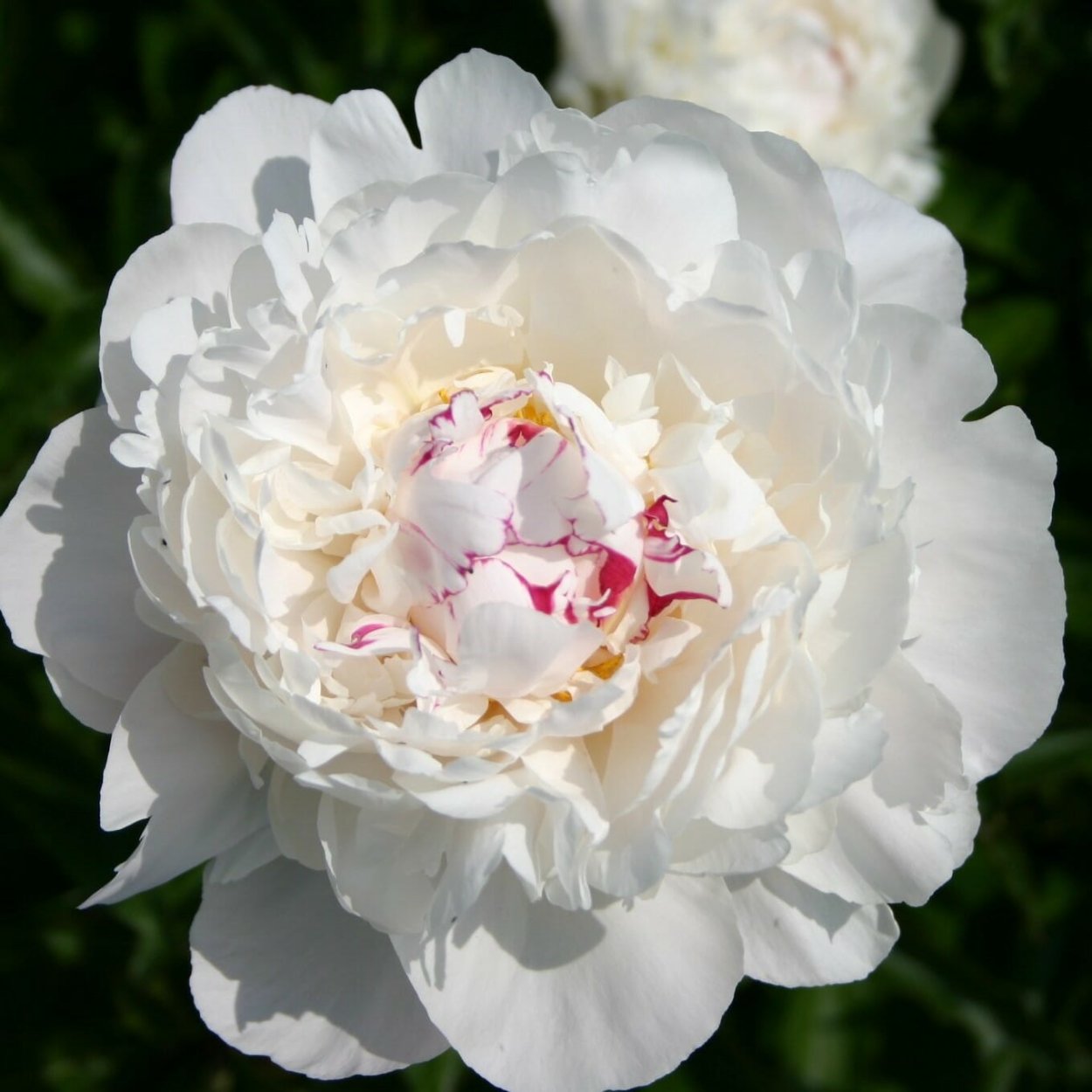 Пион фестива Максима