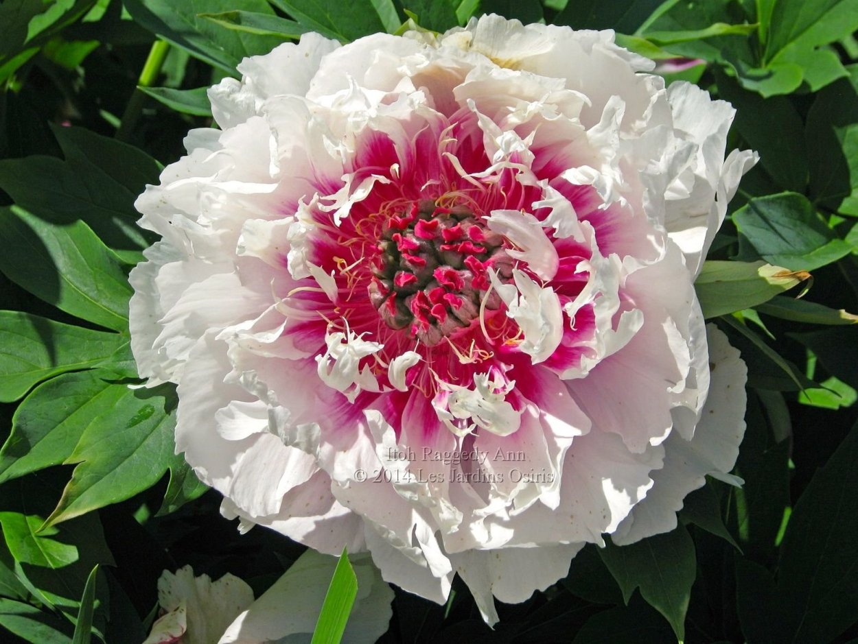 Raggedy Ann пион