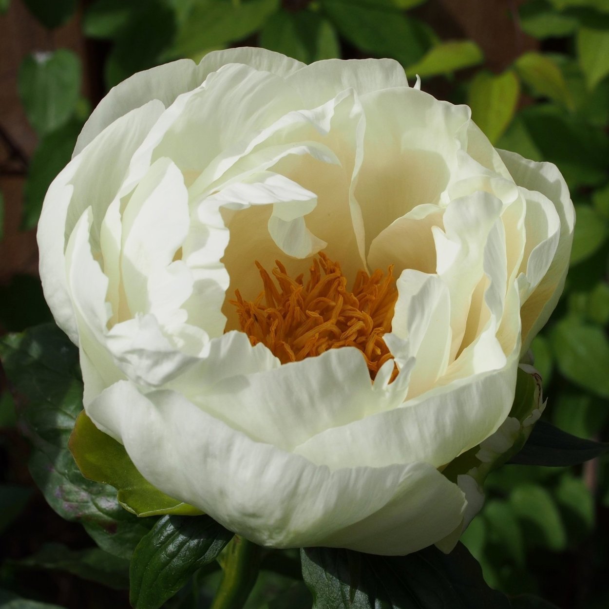 Пион сорт Prairie Moon