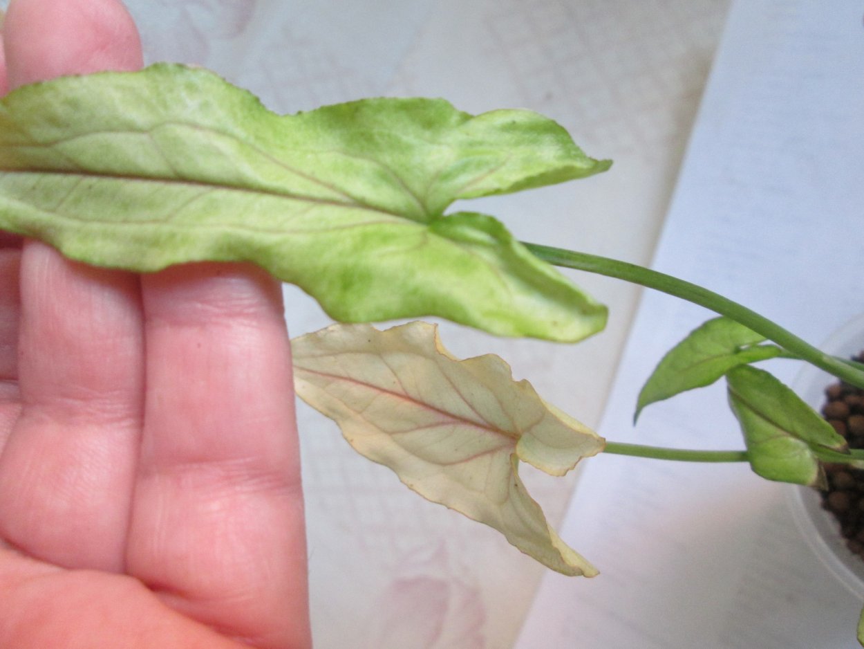 Сингониум Арон Браун