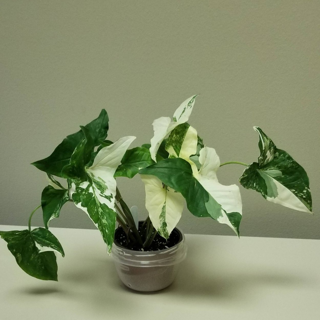 Сингониум вариегатный