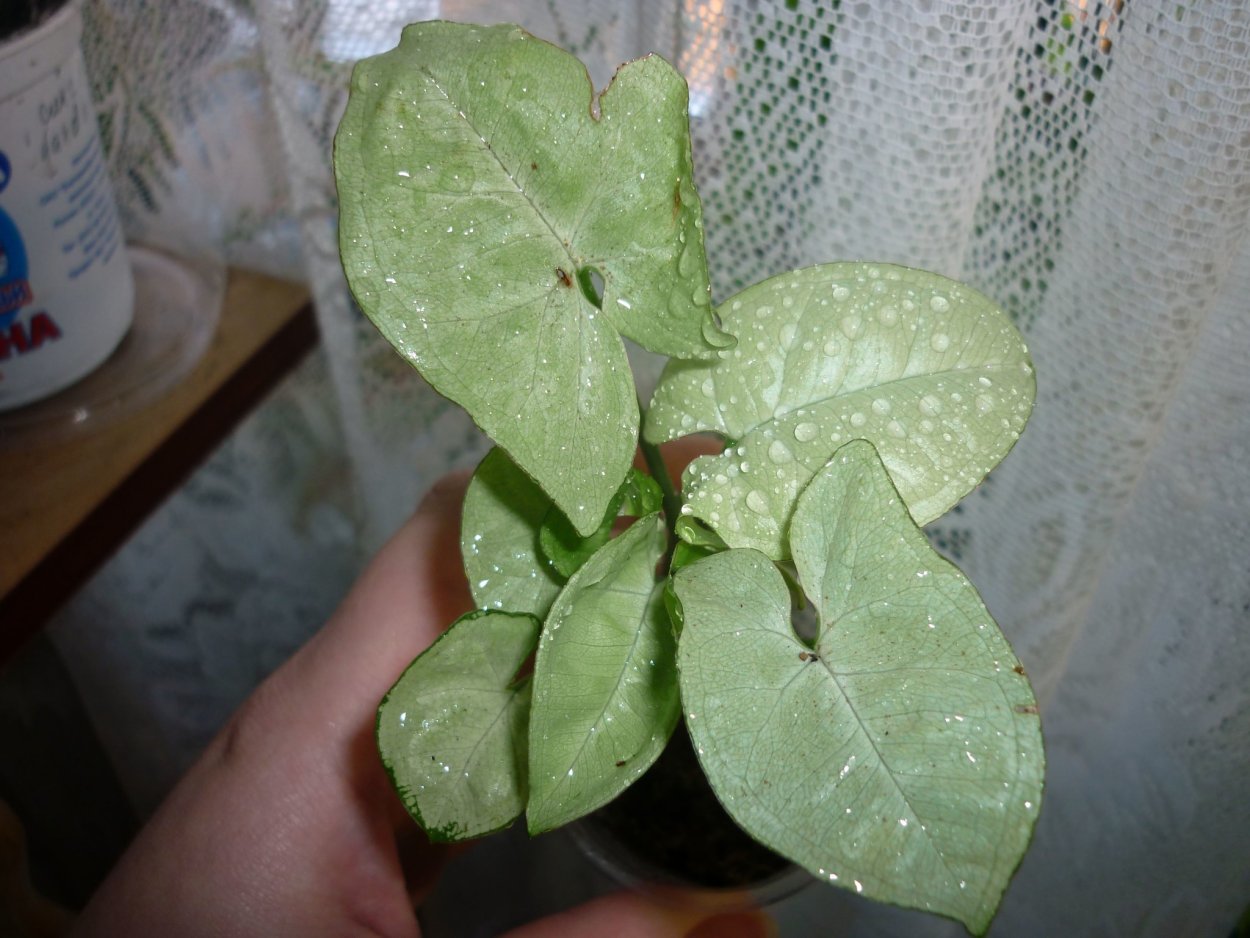 Сингониум Silver Pearl