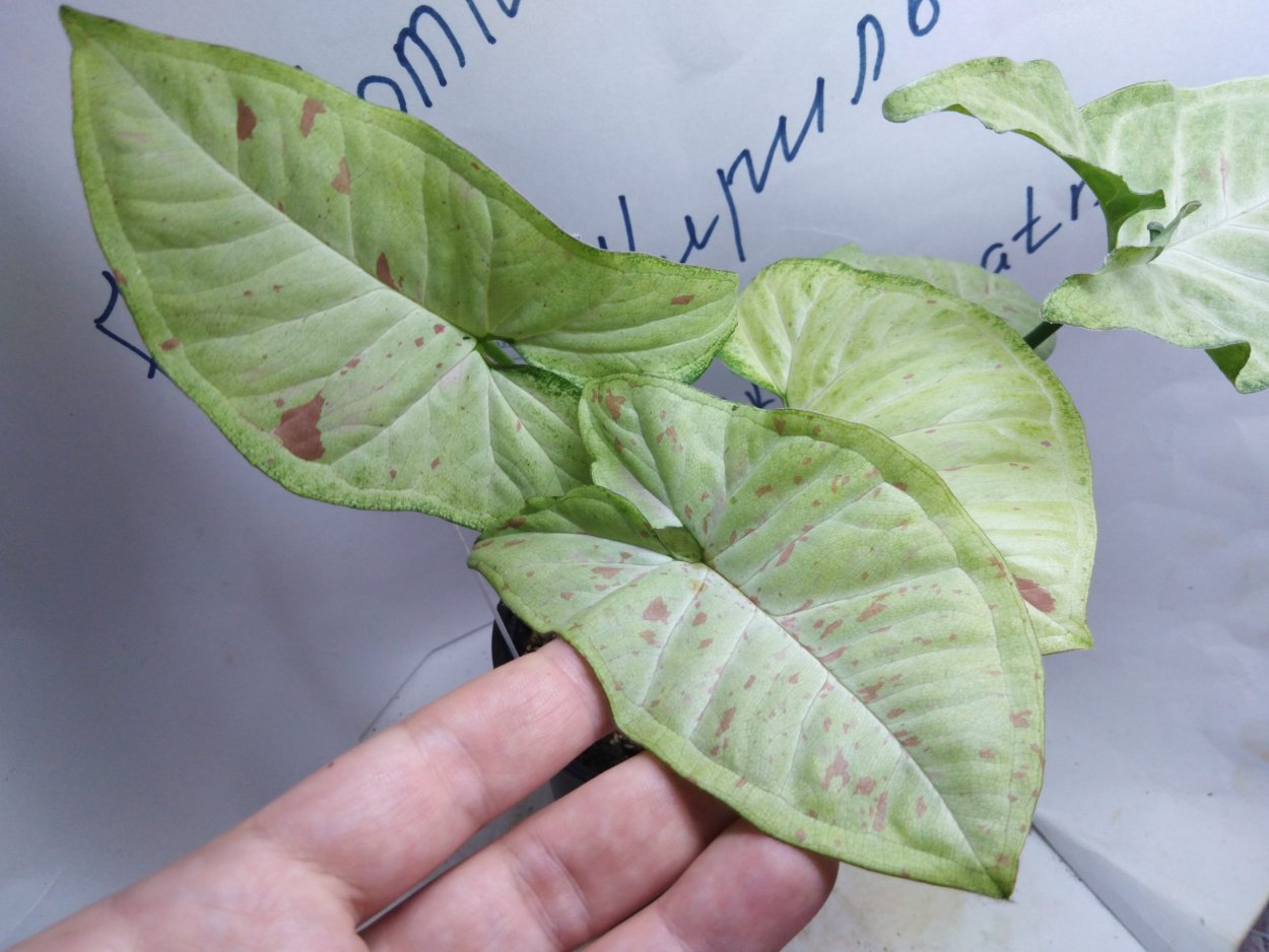 Сингониум Милк конфетти и Даззл колор