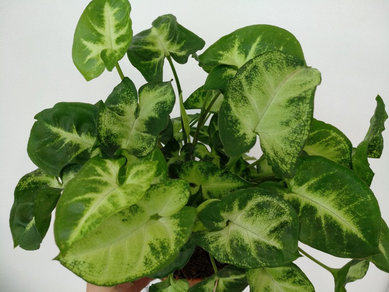 Сингониум ножколистный "Pixie".