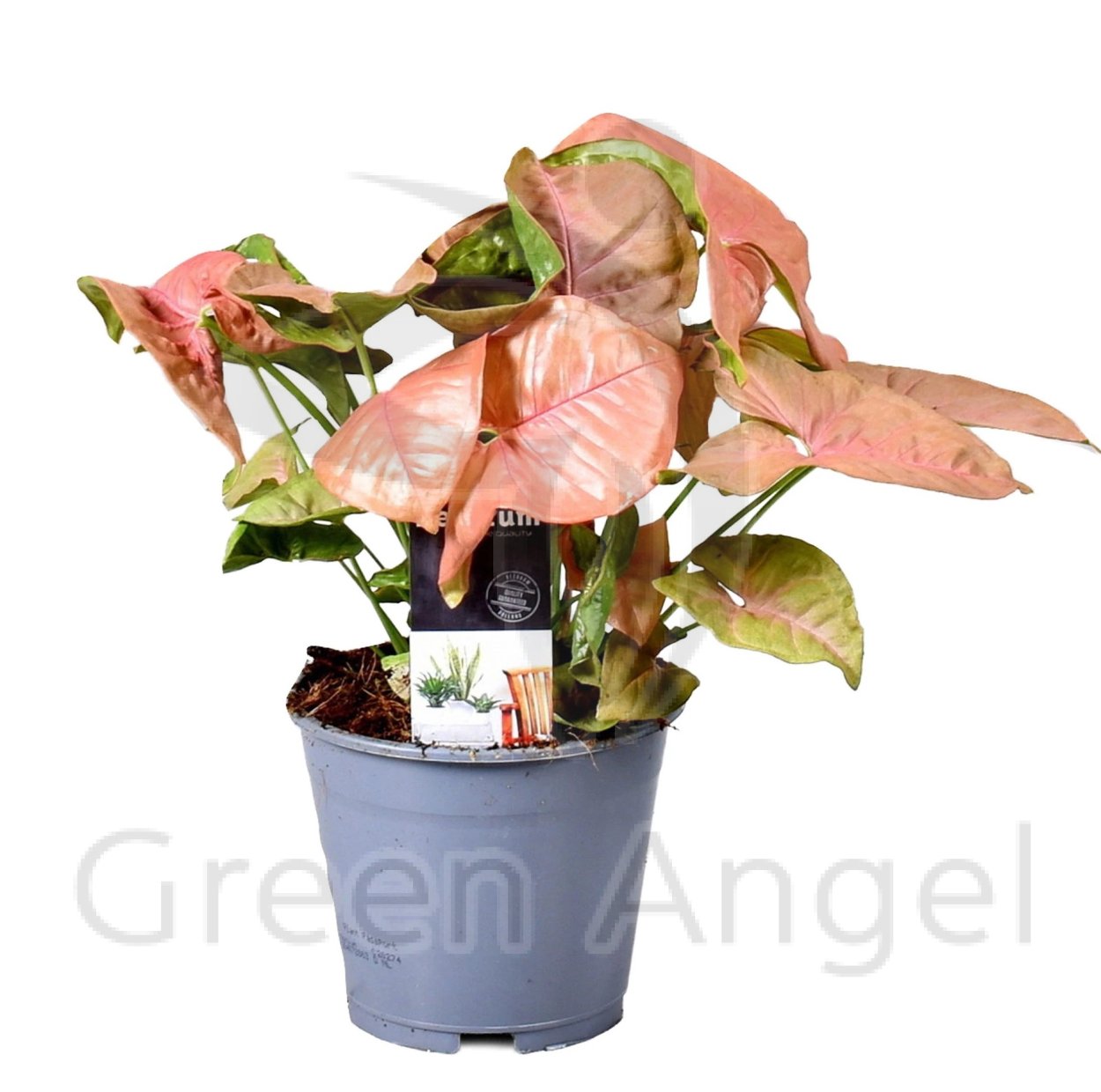 Сингониум ред Харт купить