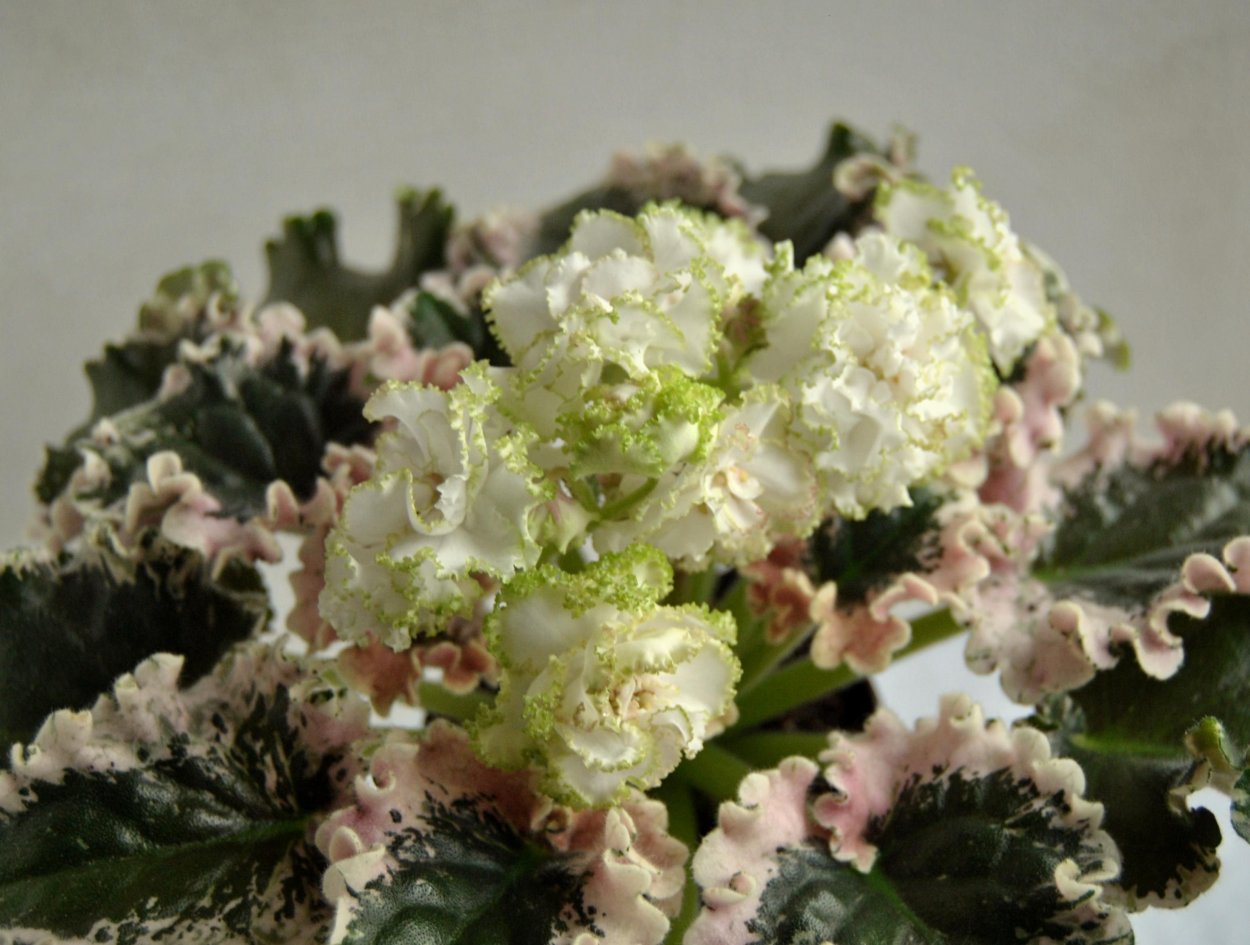 Фиалка Ян каприз спорт