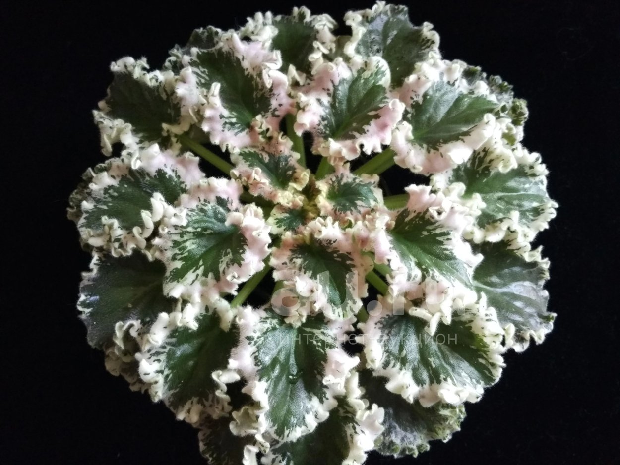 Фиалка Ян каприз