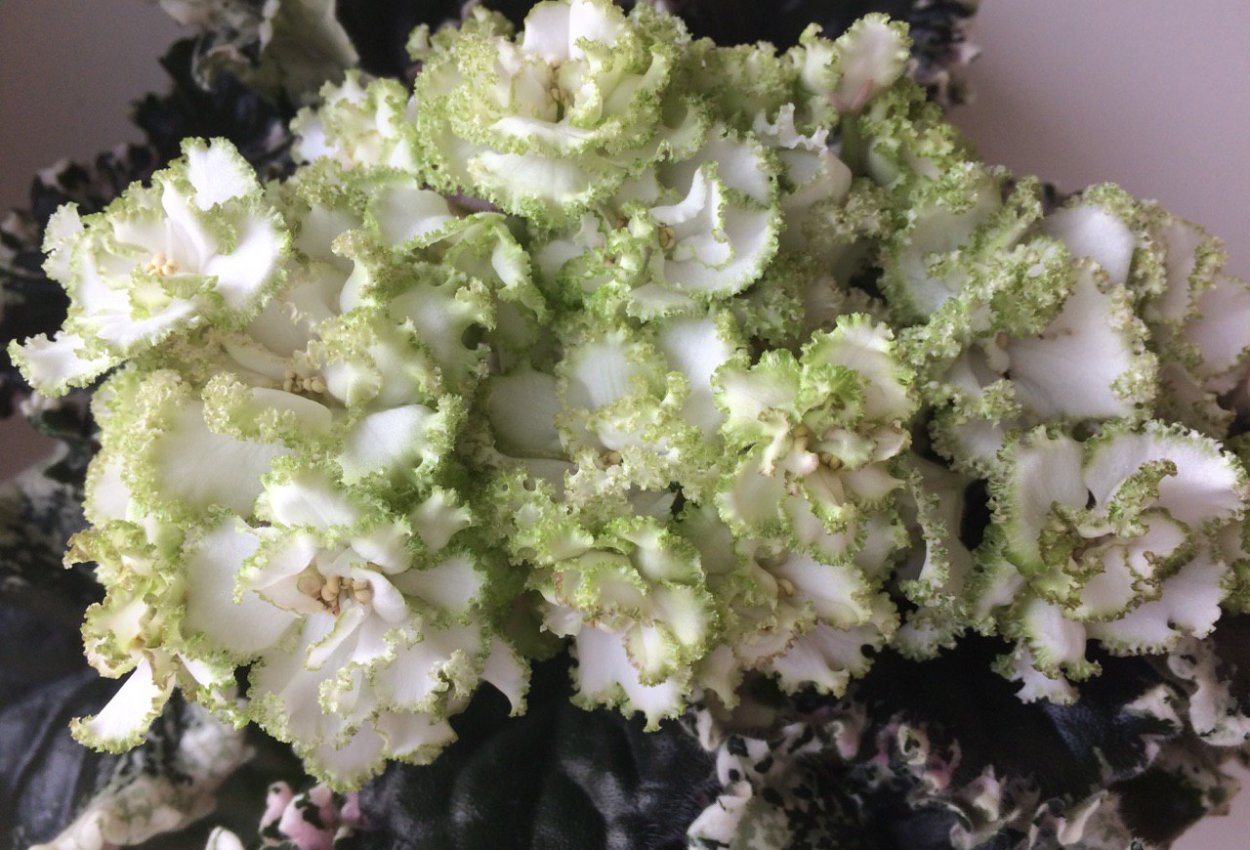 Фиалка каприз