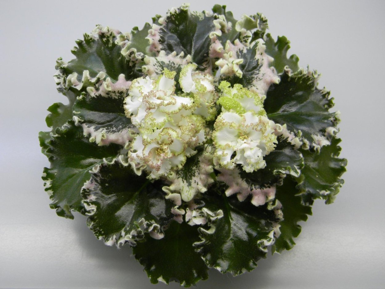 Фиалка Ян каприз