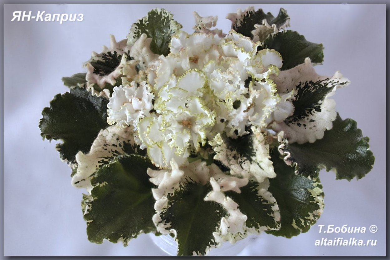 Ян каприз л.