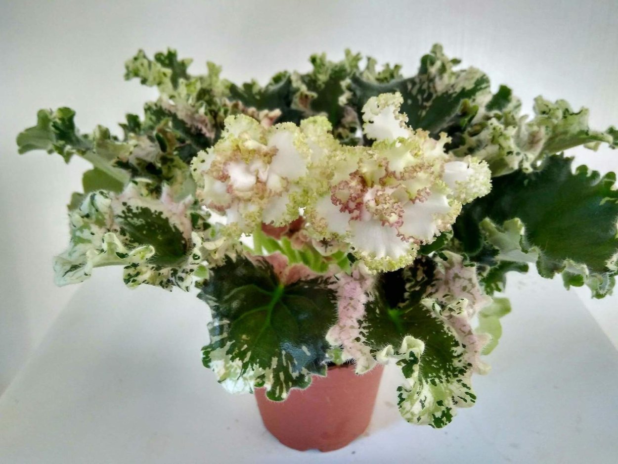 Фиалка каприз