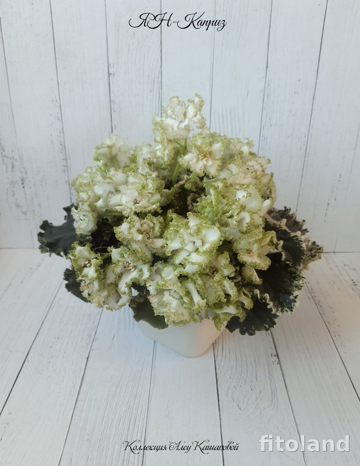 Os Алсу фиалка