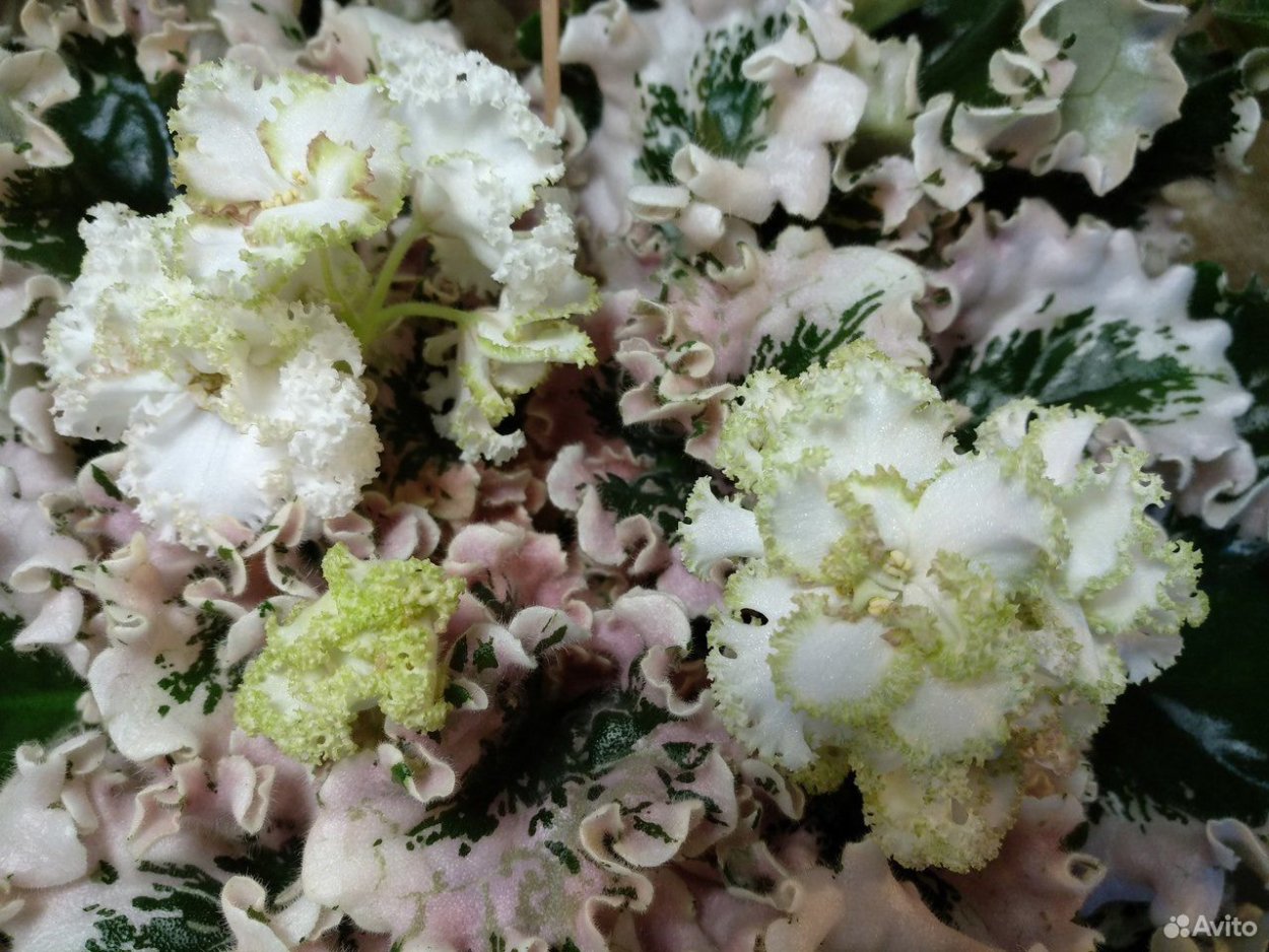 Фиалка пт принцесса Жасмин