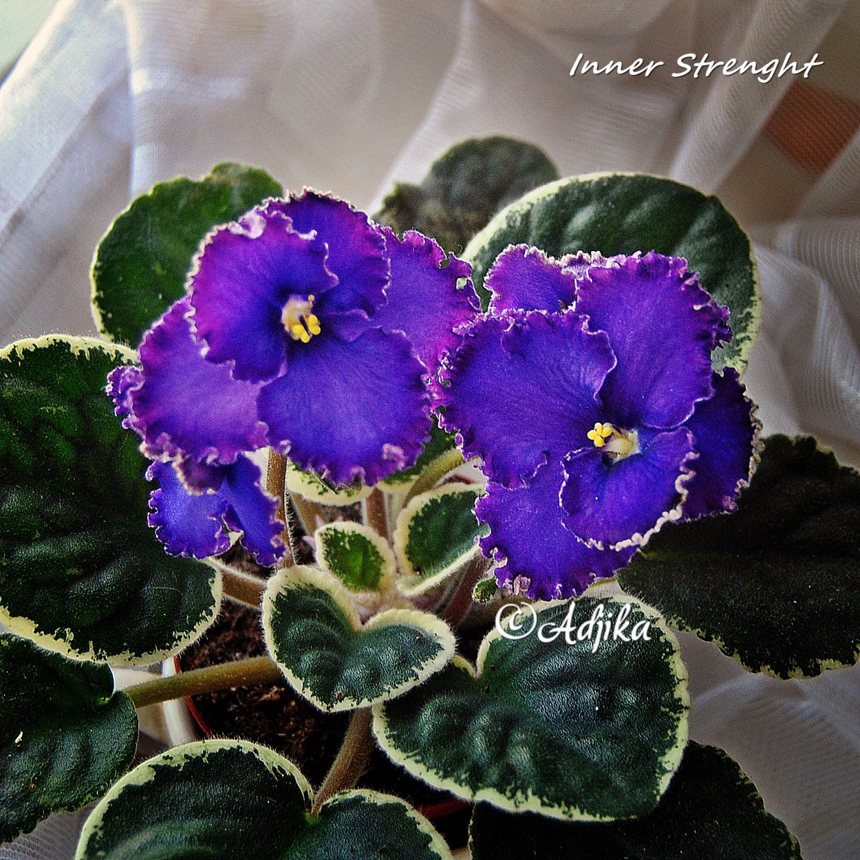 Фиалка Inner strength