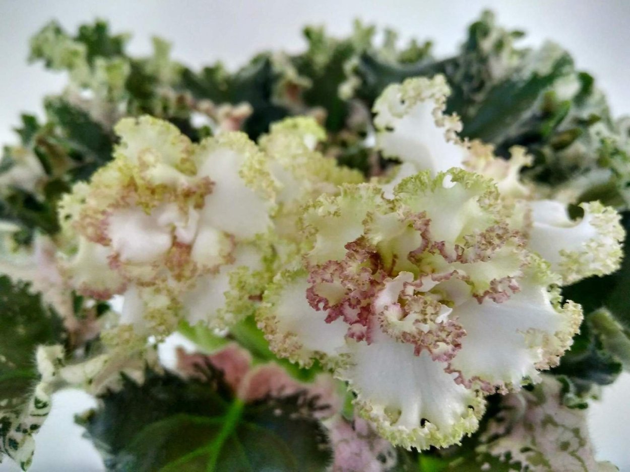 Фиалка оливин