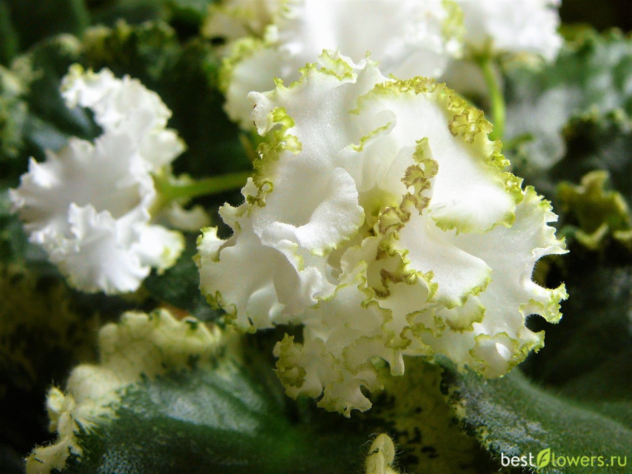 Сорт фиалки Ян каприз