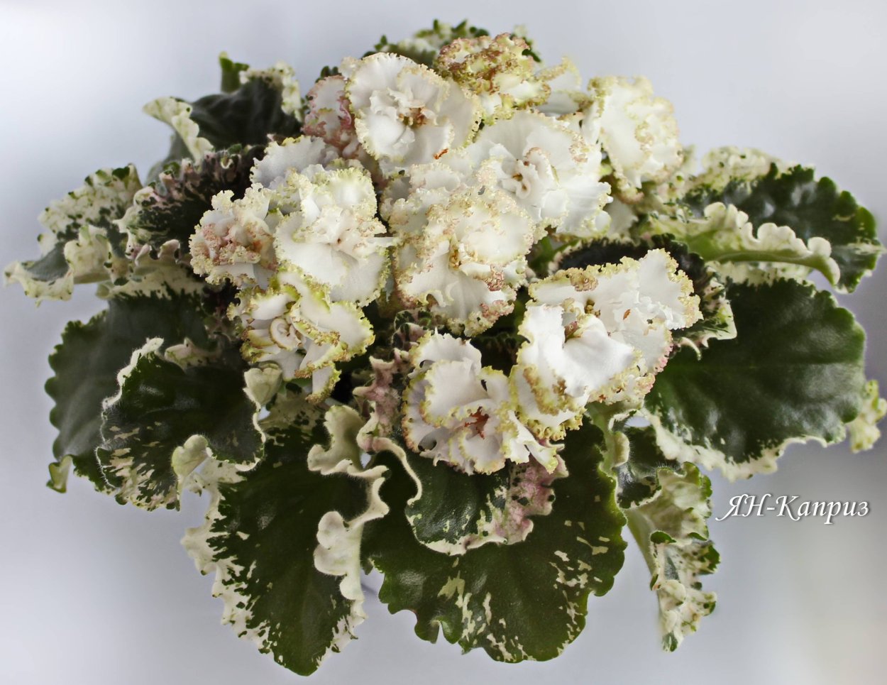 Сорт фиалки Ян каприз