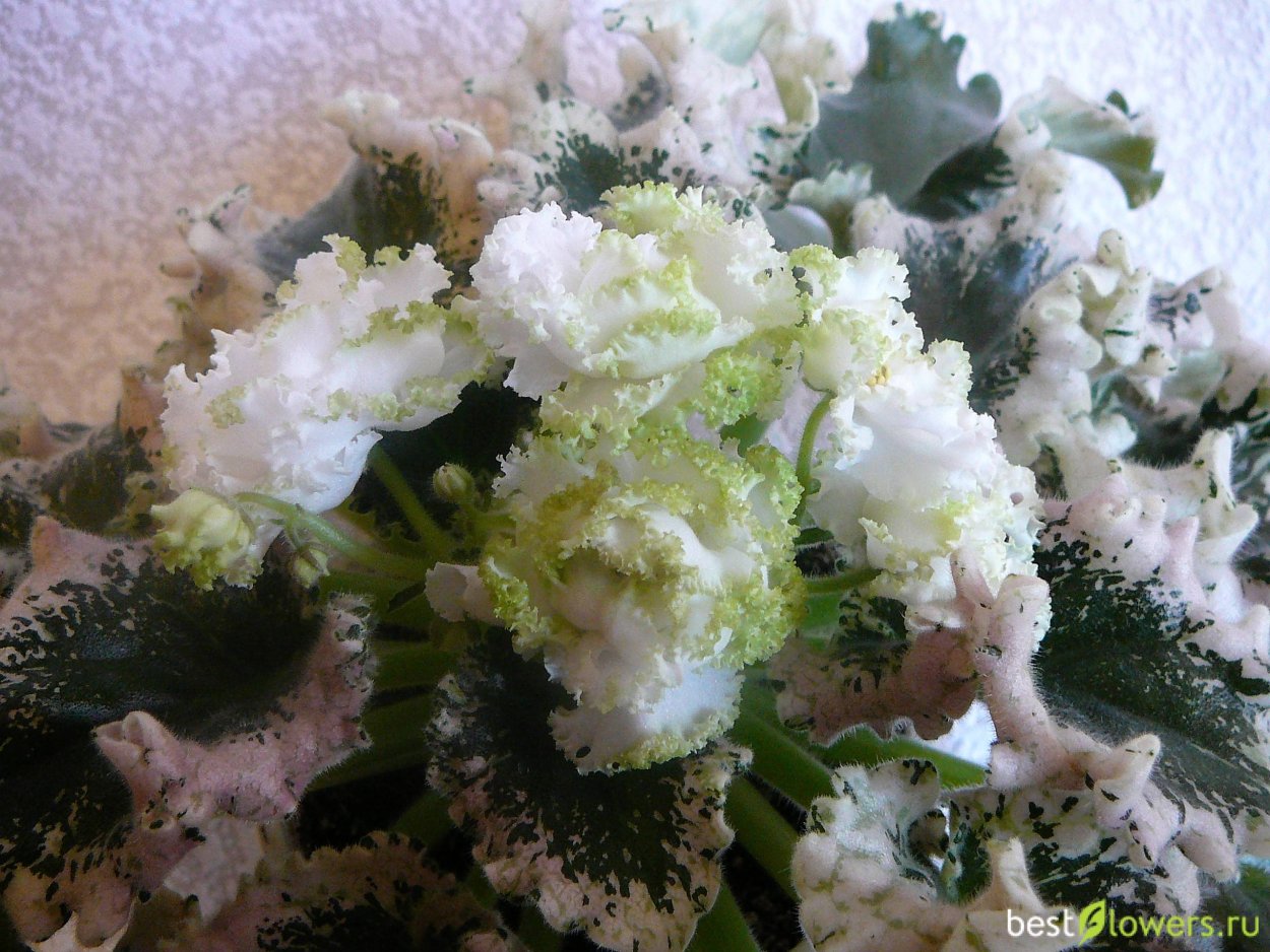 Сорт фиалки Ян каприз