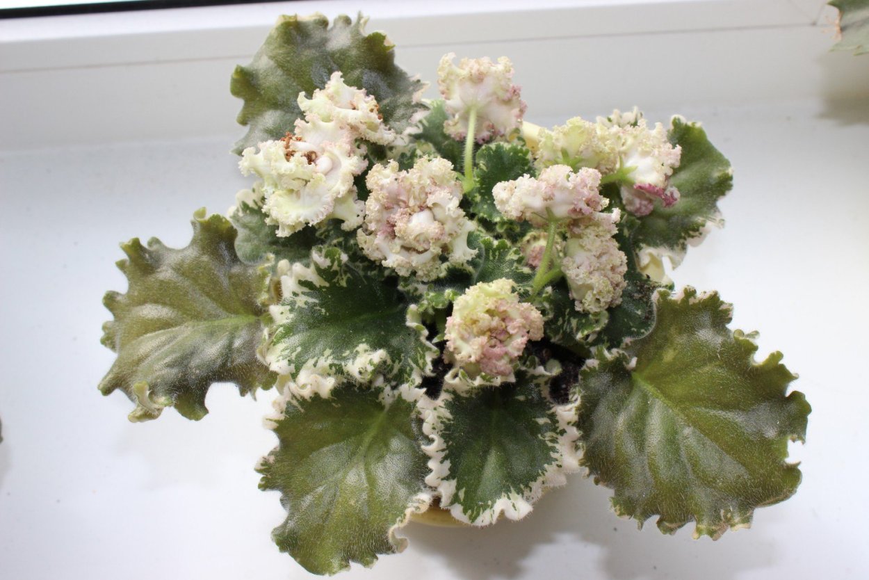 Фиалка Ян каприз спорт