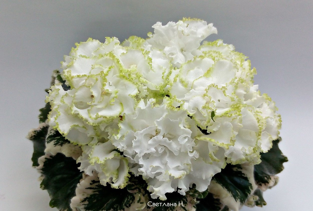 Сенполия Ян каприз