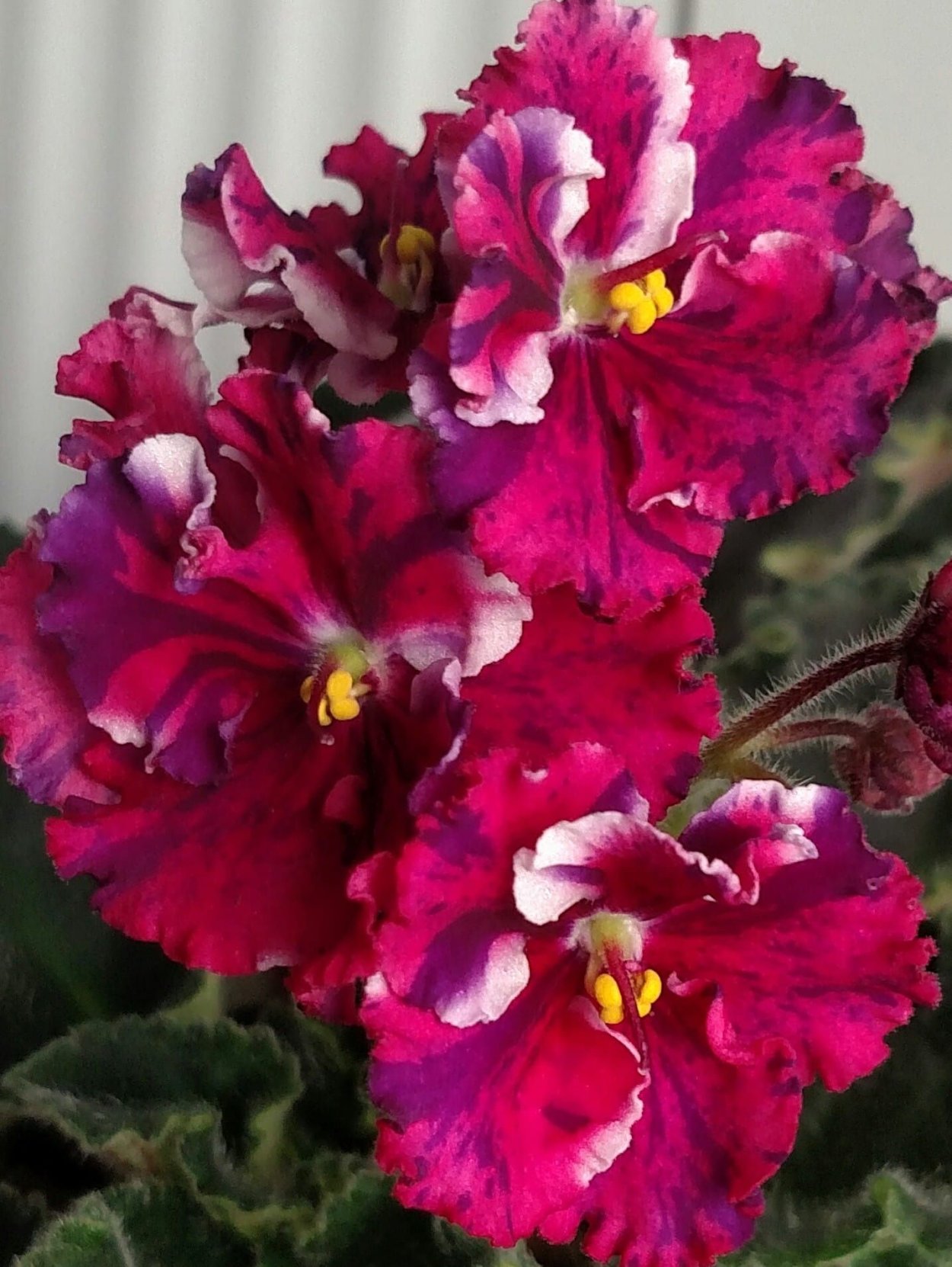 Фиалка Марсианка