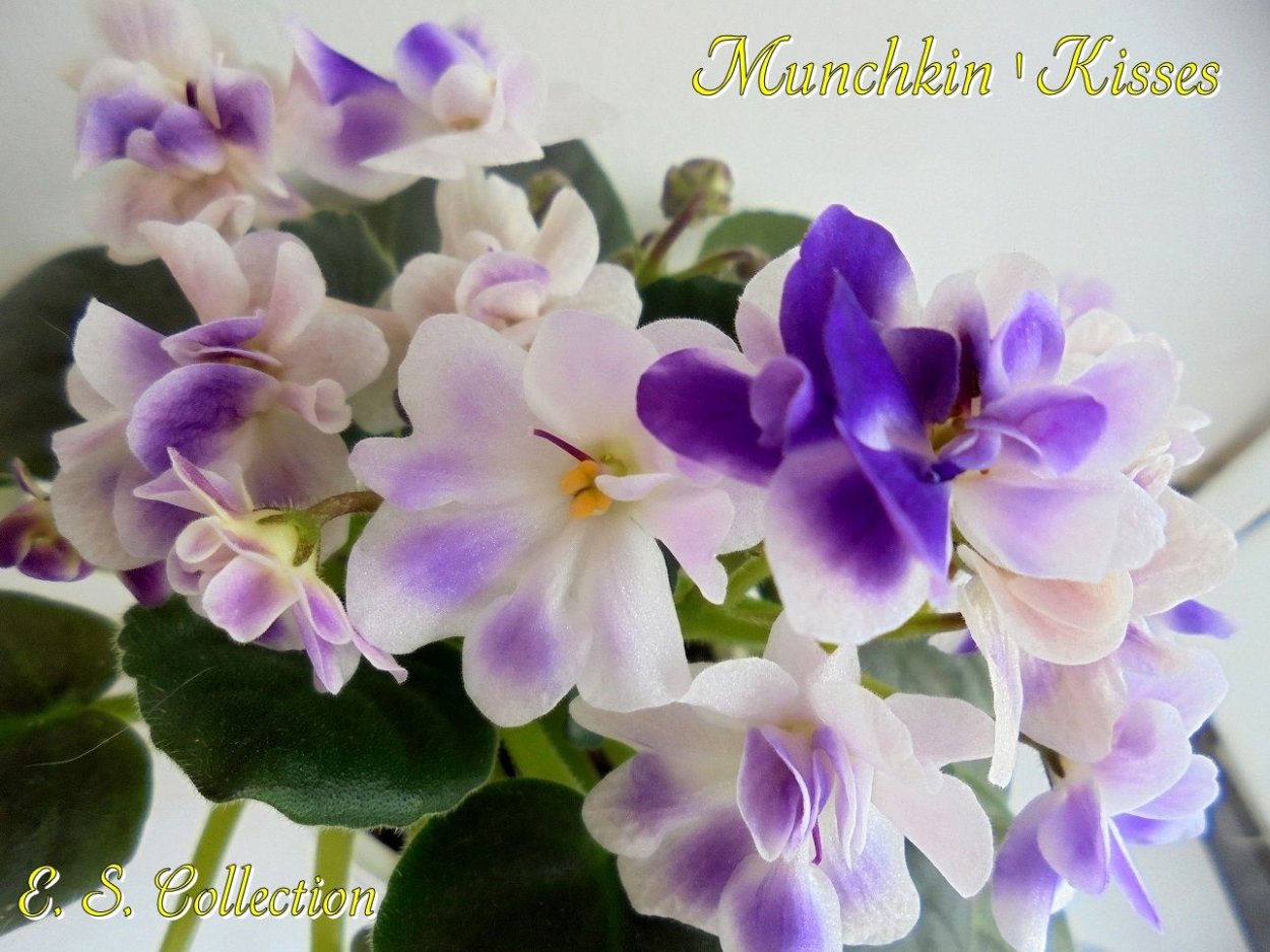 Фиалка Munchkin Kisses