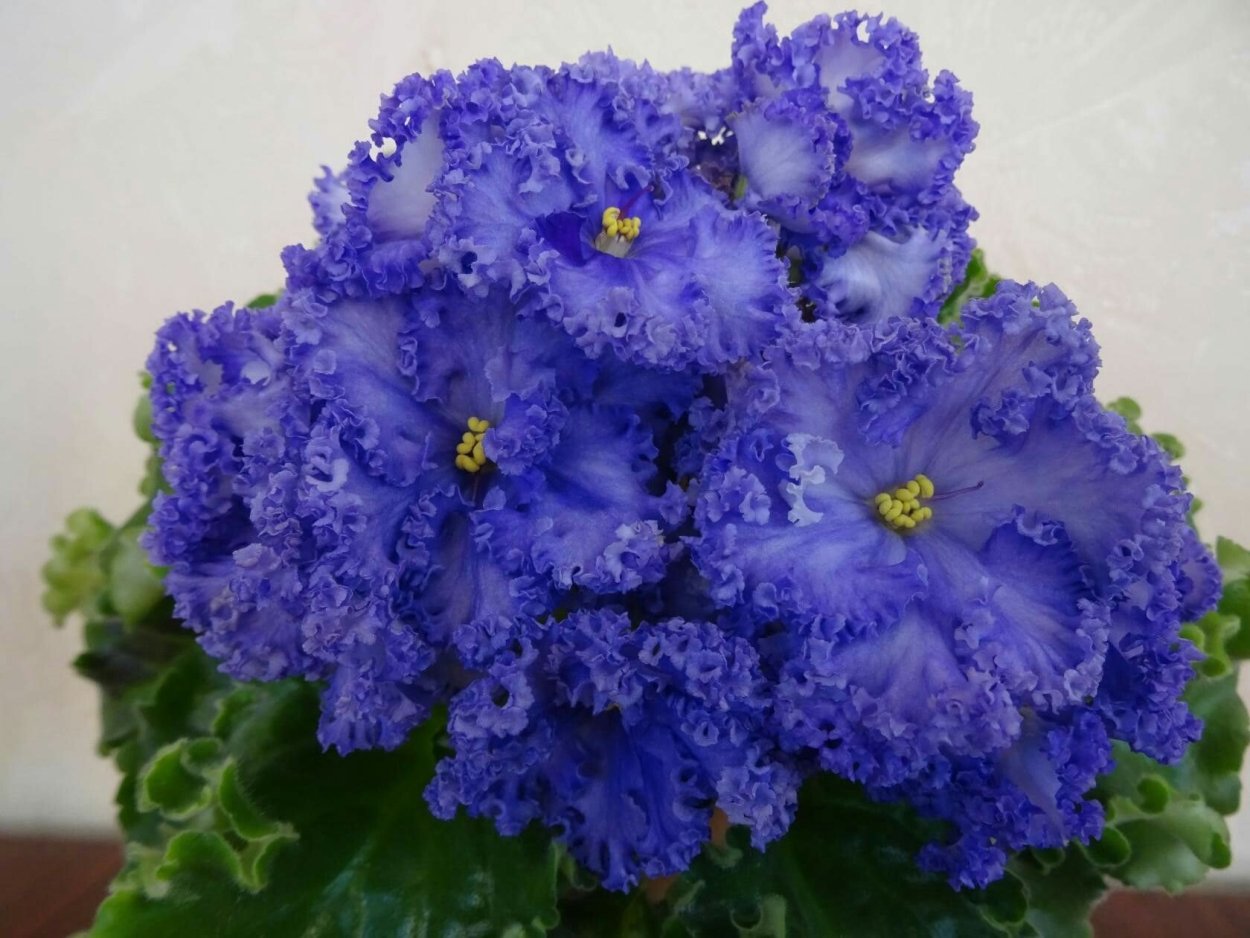 Фиалка Кок Кель Химера