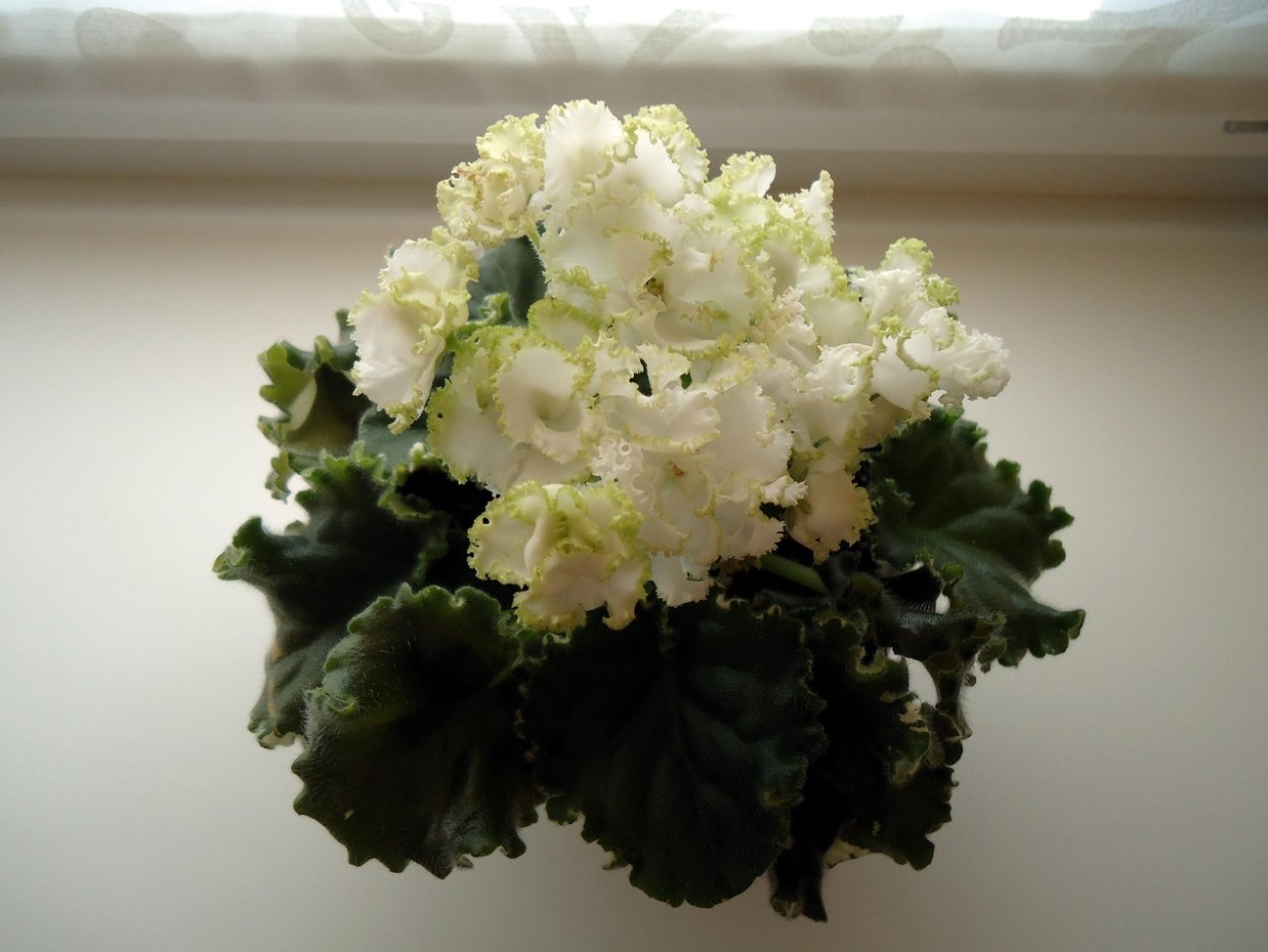 Фиалка Ян каприз