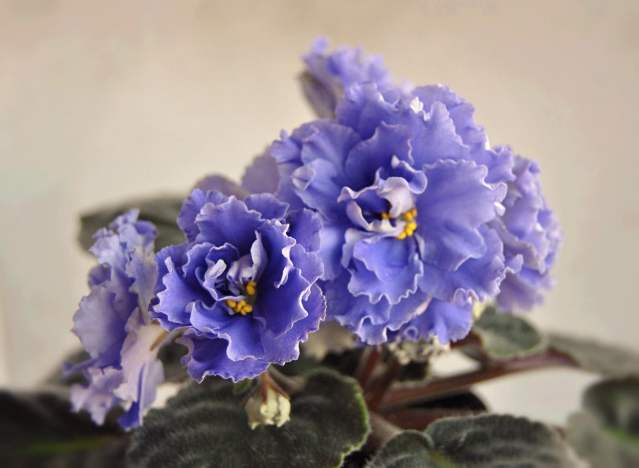 Фиалка ЕК Берегиня