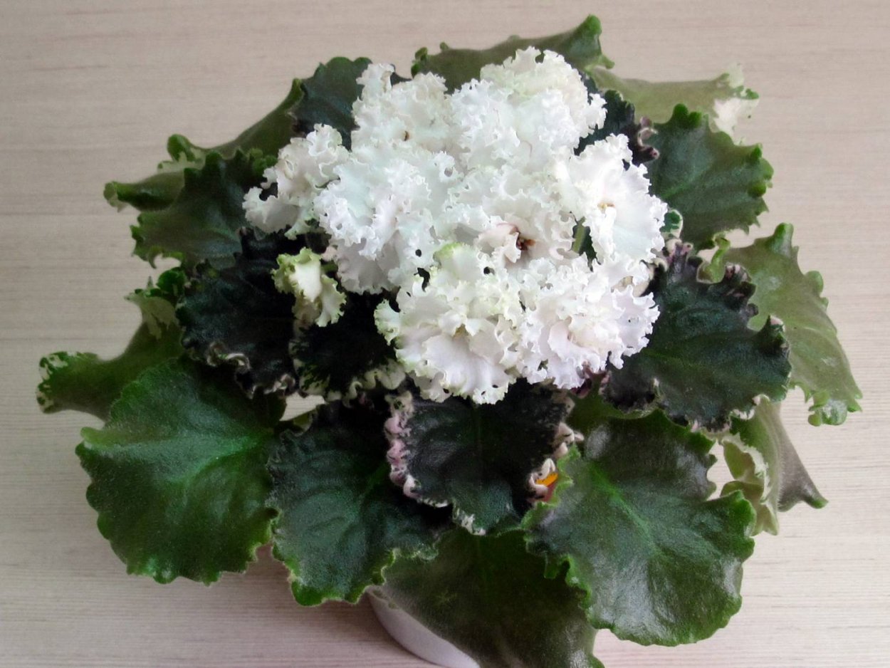 Сенполия Ян каприз