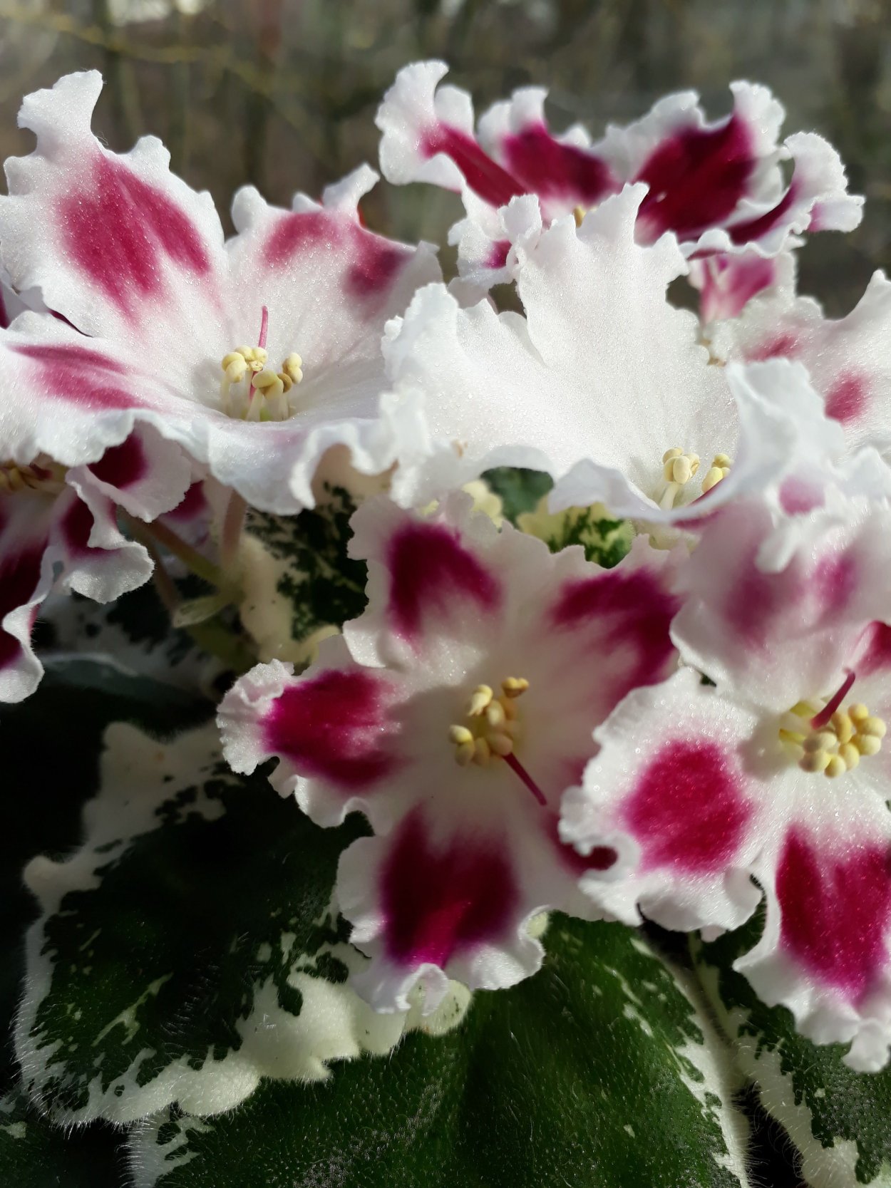 Фиалка Пьеро