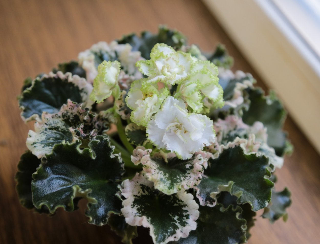 Фиалка Ян каприз